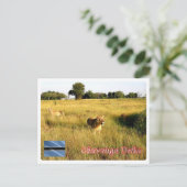 Carte Postale Botswana - Delta de l'Okavango - (Debout devant)