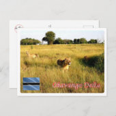 Carte Postale Botswana - Delta de l'Okavango - (Devant / Derrière)