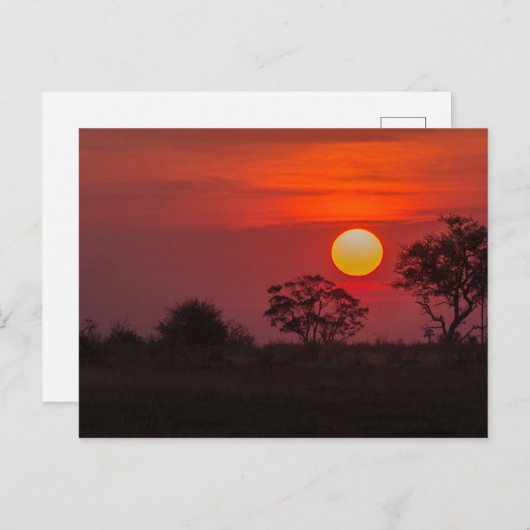 Carte Postale Botswana Okavango Delta Sunset (Devant / Derrière)