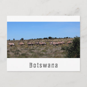 Carte Postale Botswana Oryx Animaux sauvages Savannah Paysage