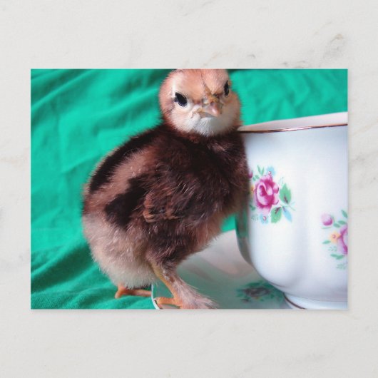 Carte Postale Bottes (Devant)