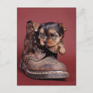 Carte Postale Bottes Yorkie