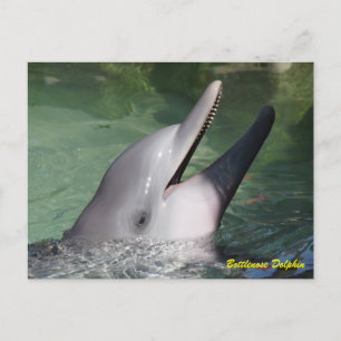Carte Postale Bottlenose Dolphin