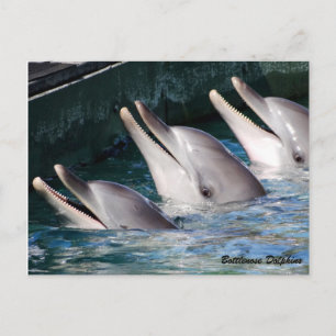Carte Postale Bottlenose Dolphin