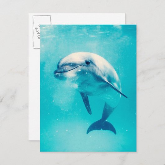 Carte Postale Bottlenosed Dolphin Underwater (Devant / Derrière)