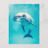 Carte Postale Bottlenosed Dolphin Underwater (Devant)