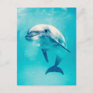 Carte Postale Bottlenosed Dolphin Underwater