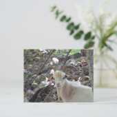 Carte Postale Bouc (Debout devant)