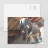 Carte Postale Bouc (Devant / Derrière)