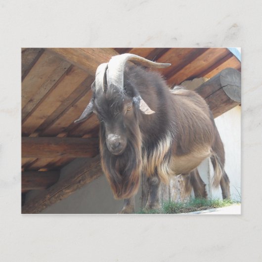 Carte Postale Bouc (Devant)