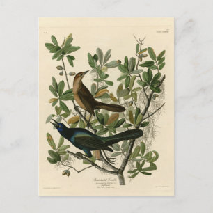 Carte Postale Bouche à queue de bateau - Audubon's Birds of Amer