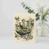 Carte Postale Bouche à queue de bateau - Audubon's Birds of Amer (Debout devant)