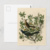 Carte Postale Bouche à queue de bateau - Audubon's Birds of Amer (Devant / Derrière)