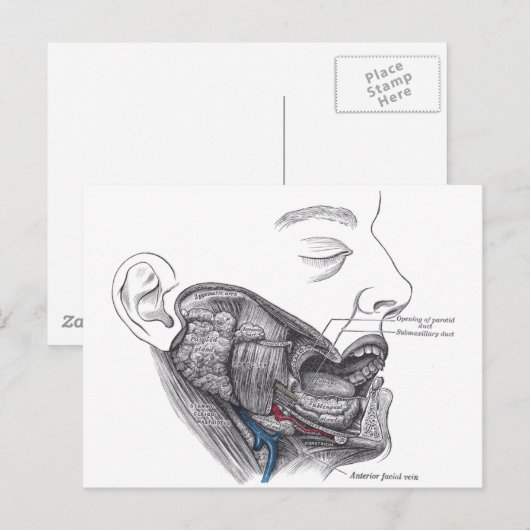 Carte Postale bouche anatomique (Devant / Derrière)