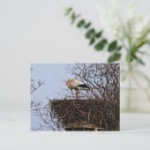 Carte Postale Bouche dans le nid (Debout devant)