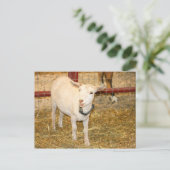 Carte Postale Bouche de chèvre à levis Saanen ouverte (Debout devant)