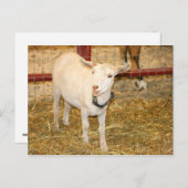 Carte Postale Bouche de chèvre à levis Saanen ouverte (Devant / Derrière)