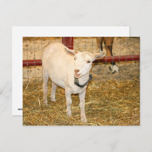 Carte Postale Bouche de chèvre à levis Saanen ouverte (Devant / Derrière)