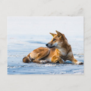Carte Postale Bouche de Dingo sur la plage, Fraser Island Austra