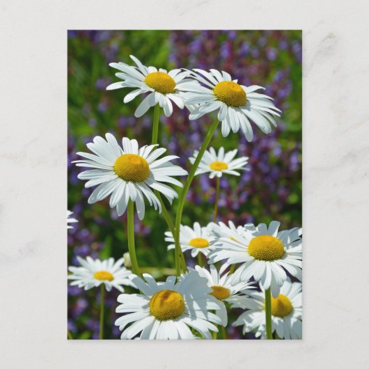 Carte Postale Bouches de printemps blanches en fleurs (Devant)