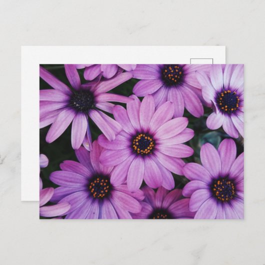 Carte Postale Bouches violettes (Devant / Derrière)