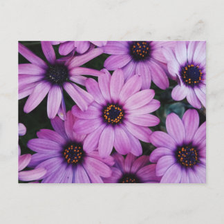 Carte Postale Bouches violettes