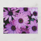 Carte Postale Bouches violettes (Devant)