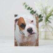 Carte Postale Boucle (Debout devant)