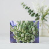 Carte Postale Boucles d'Allium blanc (Debout devant)