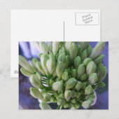 Carte Postale Boucles d'Allium blanc (Devant / Derrière)
