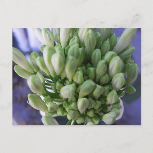 Carte Postale Boucles d'Allium blanc (Devant)