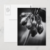 Carte Postale Boucles de fleurs de printemps (Devant / Derrière)