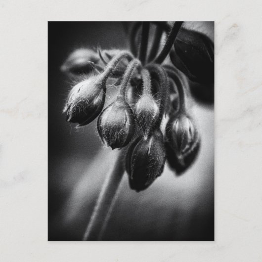 Carte Postale Boucles de fleurs de printemps (Devant)