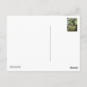 Carte Postale Bouddha Bali (Dos)