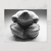 Carte Postale Bouddha en pleurs (Devant)