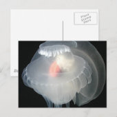 Carte Postale Boue de mer transparente 2 (Devant / Derrière)