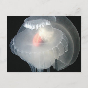 Carte Postale Boue de mer transparente 2