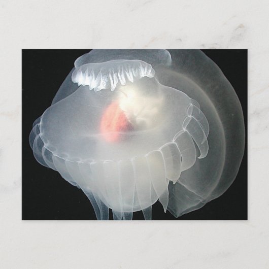 Carte Postale Boue de mer transparente 2 (Devant)