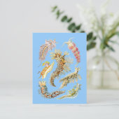Carte Postale Boues de mer (Debout devant)