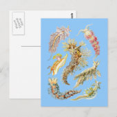 Carte Postale Boues de mer (Devant / Derrière)