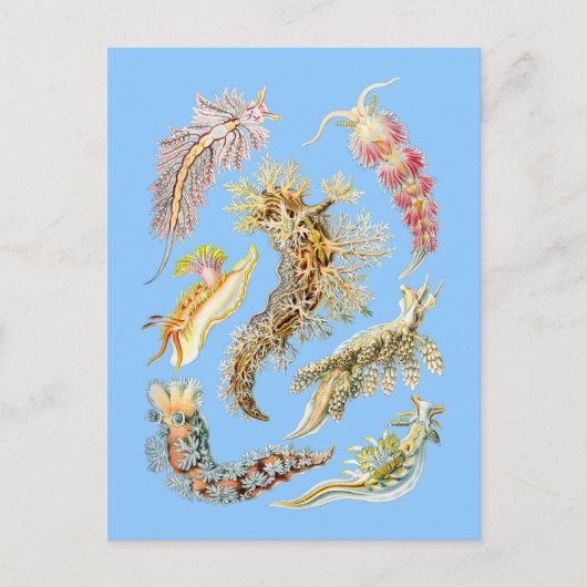 Carte Postale Boues de mer (Devant)
