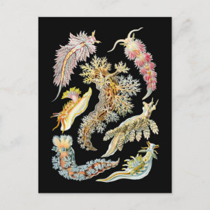 Carte Postale Boues de mer