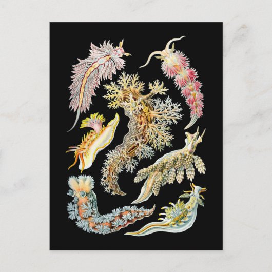 Carte Postale Boues de mer (Devant)