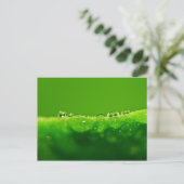 Carte Postale Boues d'eau (Debout devant)