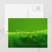 Carte Postale Boues d'eau (Devant / Derrière)