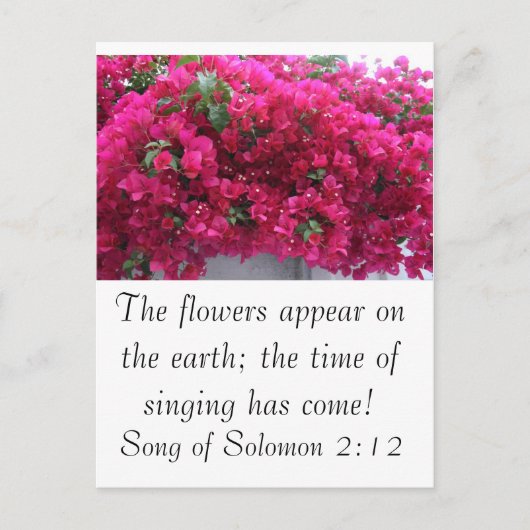 Carte Postale Bougainvilla - Écriture : Chant de Salomon 2:12 (Devant)