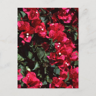Carte Postale Bougainvillea