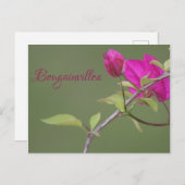 Carte Postale Bougainvillea rose Elegant Australien (Devant / Derrière)