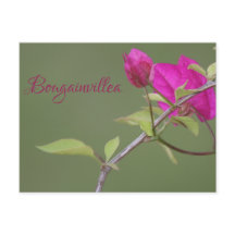 Bougainvillea rose Elegant Australien