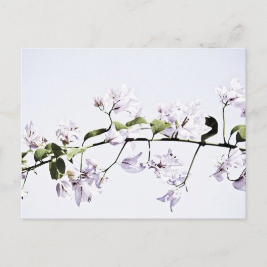 Carte Postale Bougainvillée (Devant)